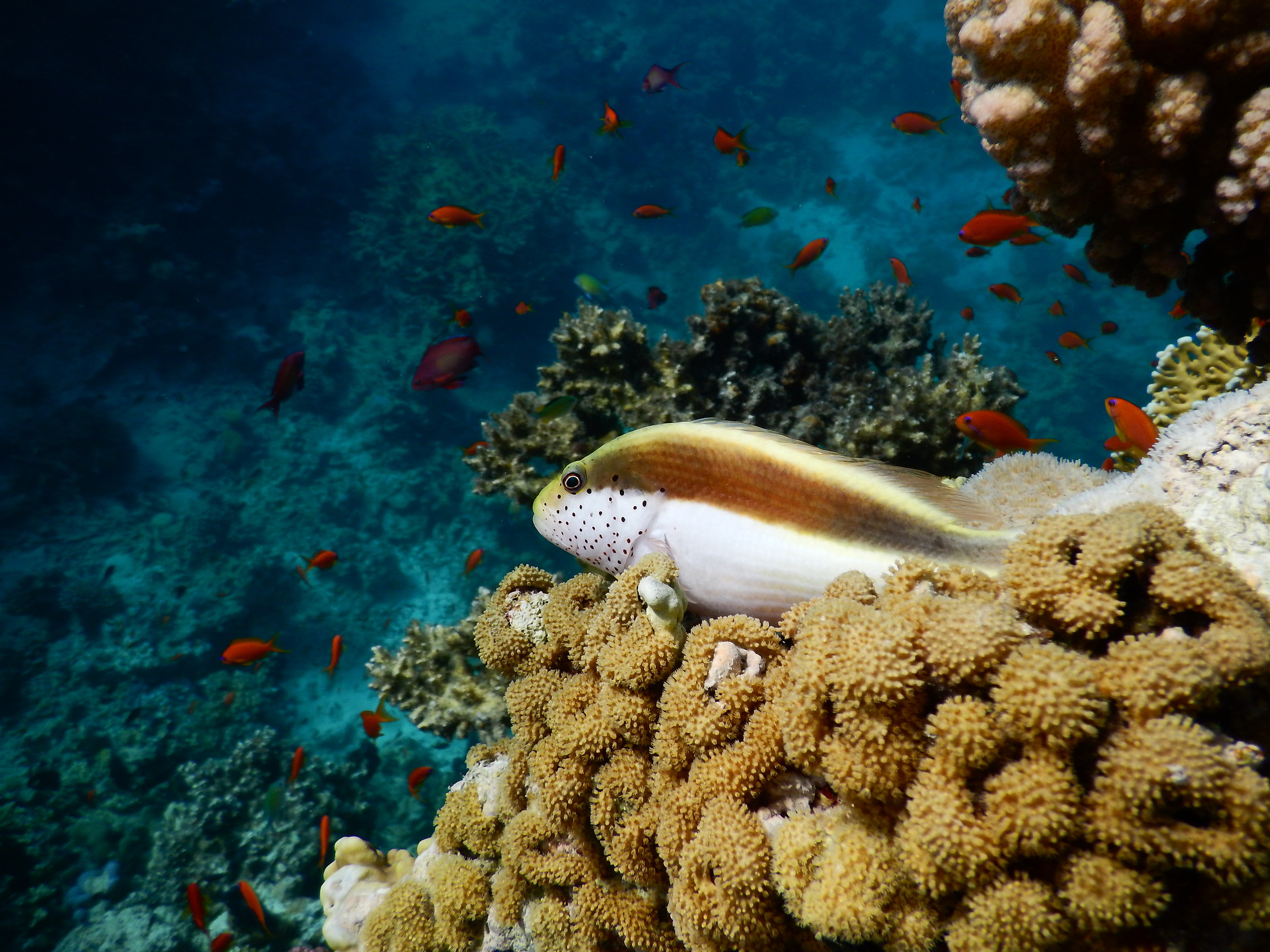 Berenice's backdrops