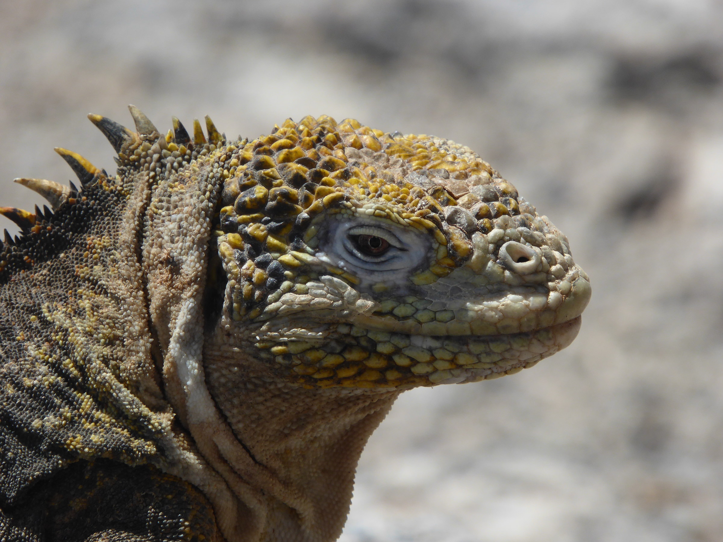 Iguana Terrestrial at Galapagos