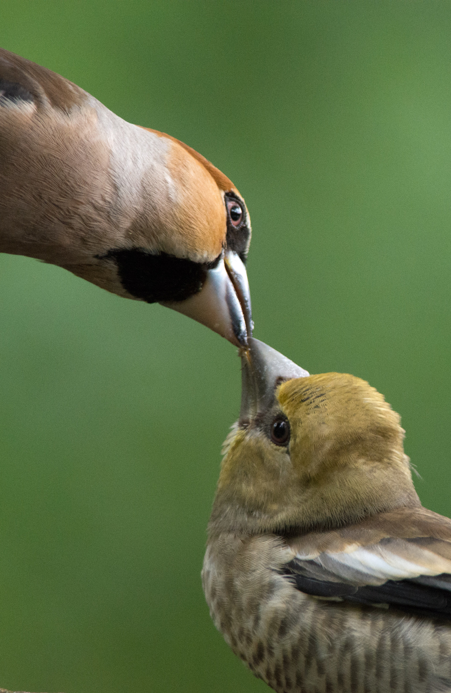 Hawfinches