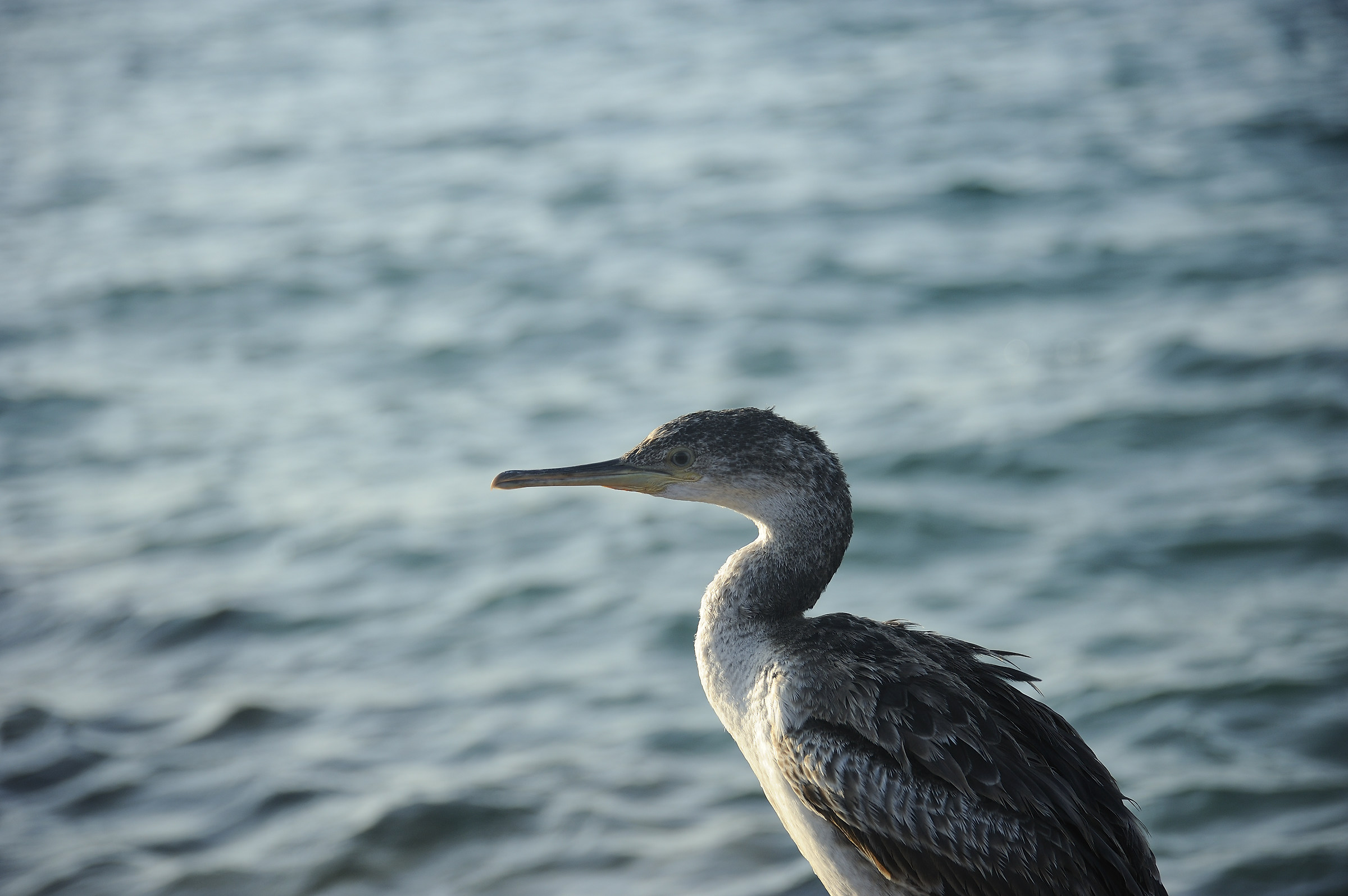 Young cormorant