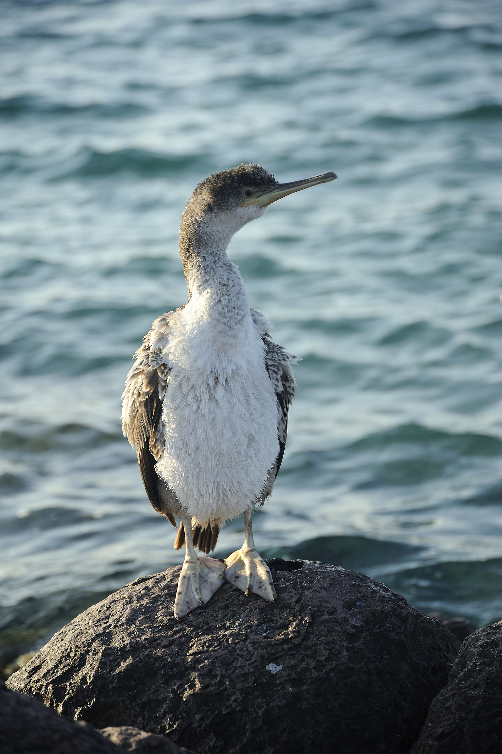 Young cormorant