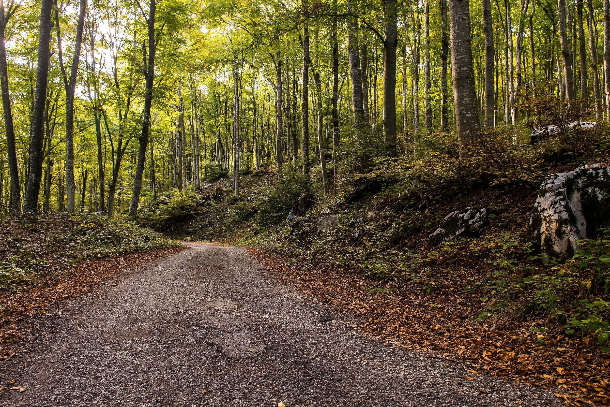 One day in cansiglio_3