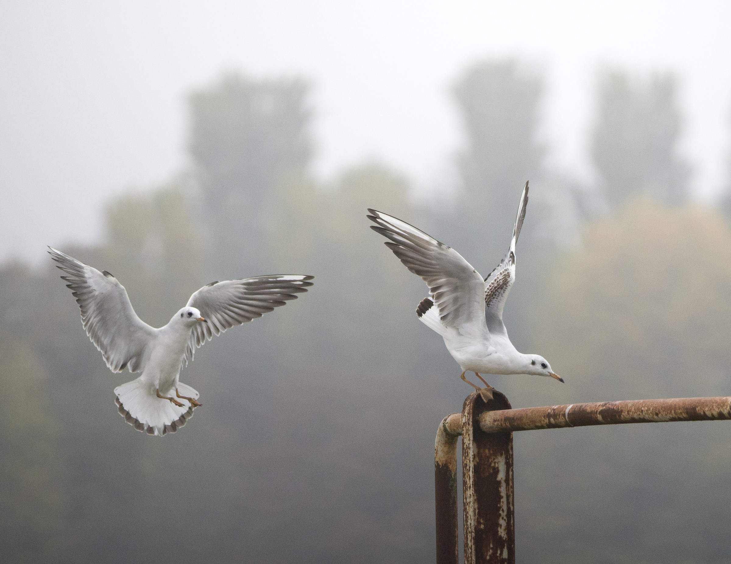 the game of seagulls