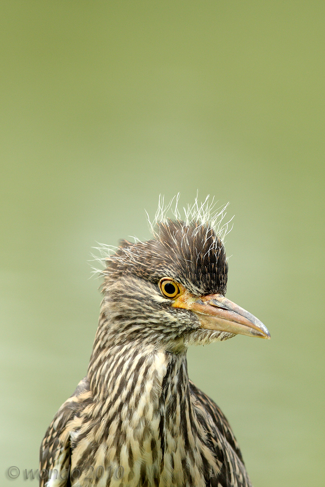 Nycticorax Nycticorax (Nitticora young) 2