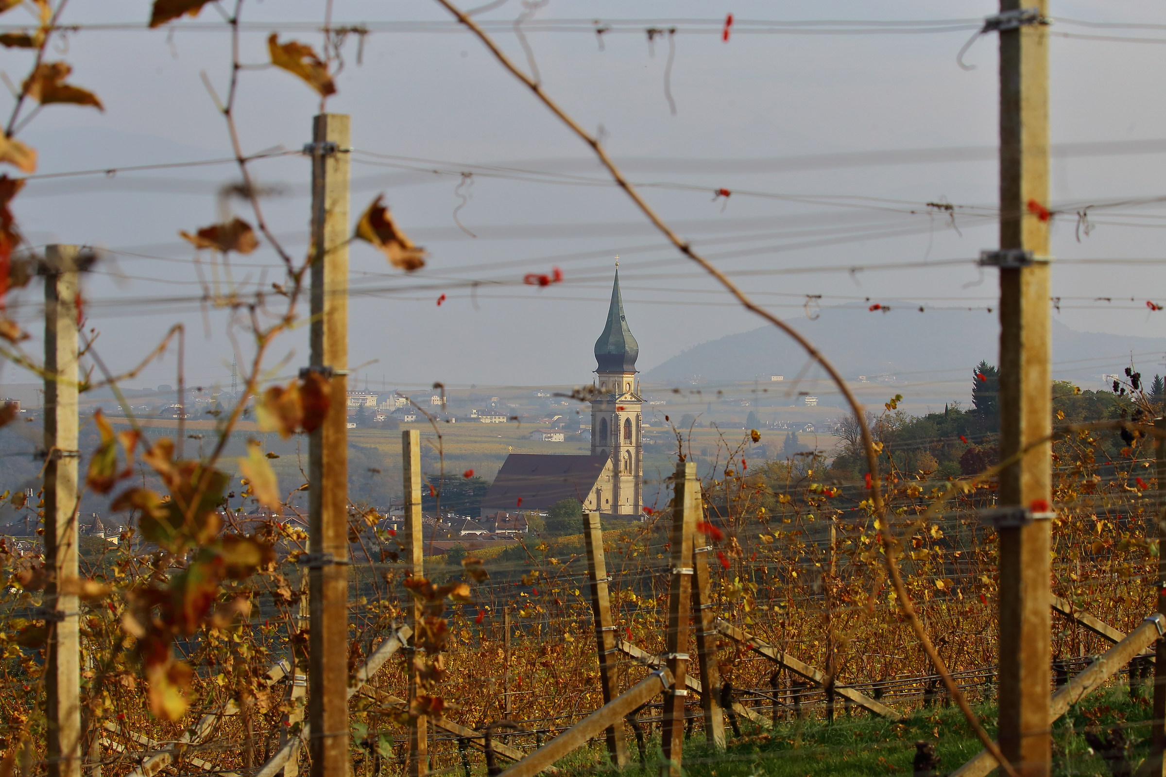 Between wires and vines ...... the church of St. Paul