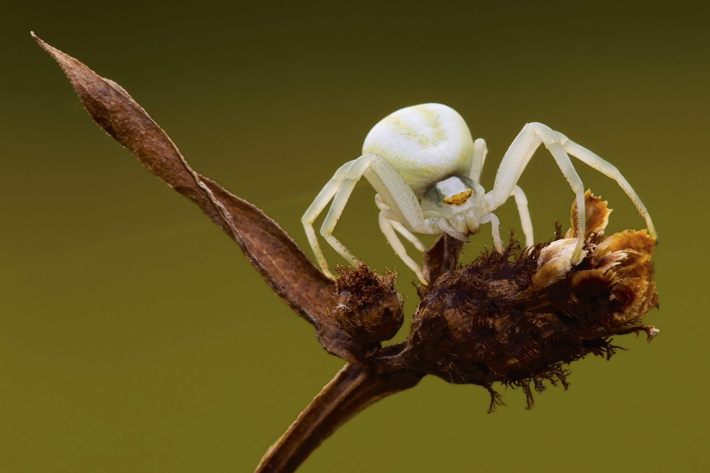 Misumena vatia