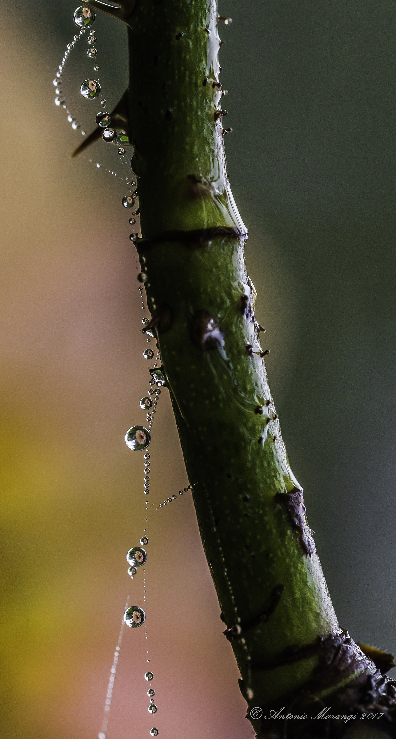 hanging from a thread of spider web