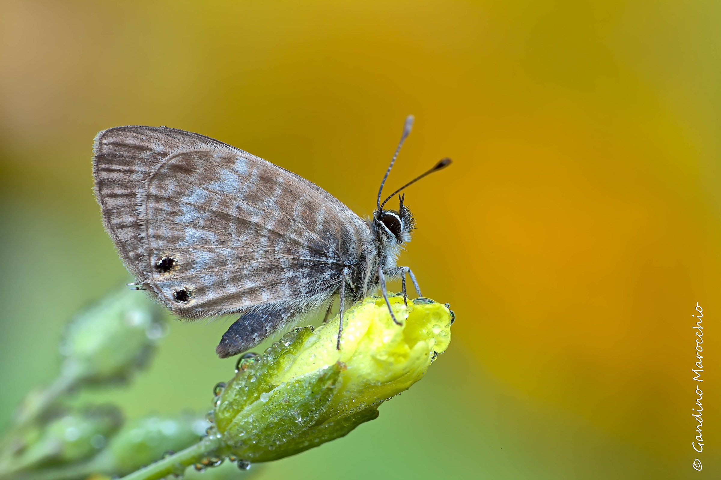 Leptotes pirithous