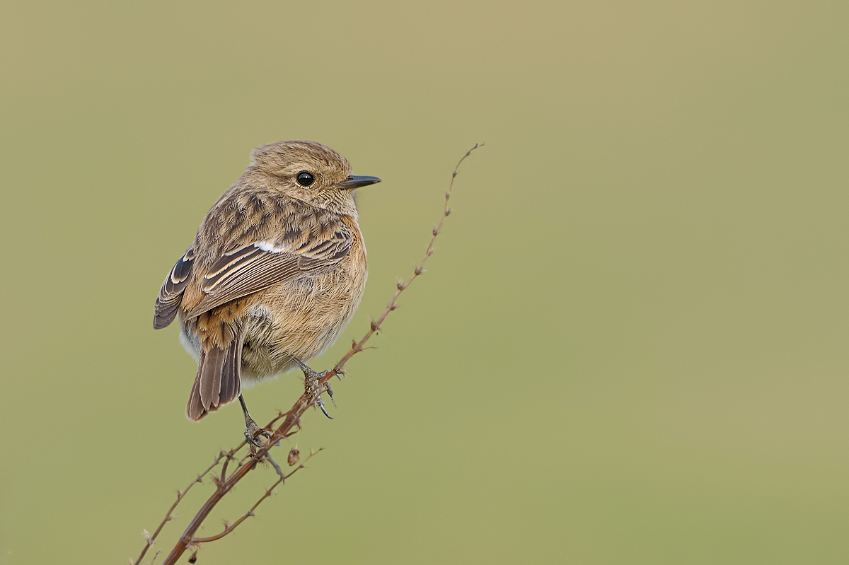 Saltimpalo ( Saxicola torquata )