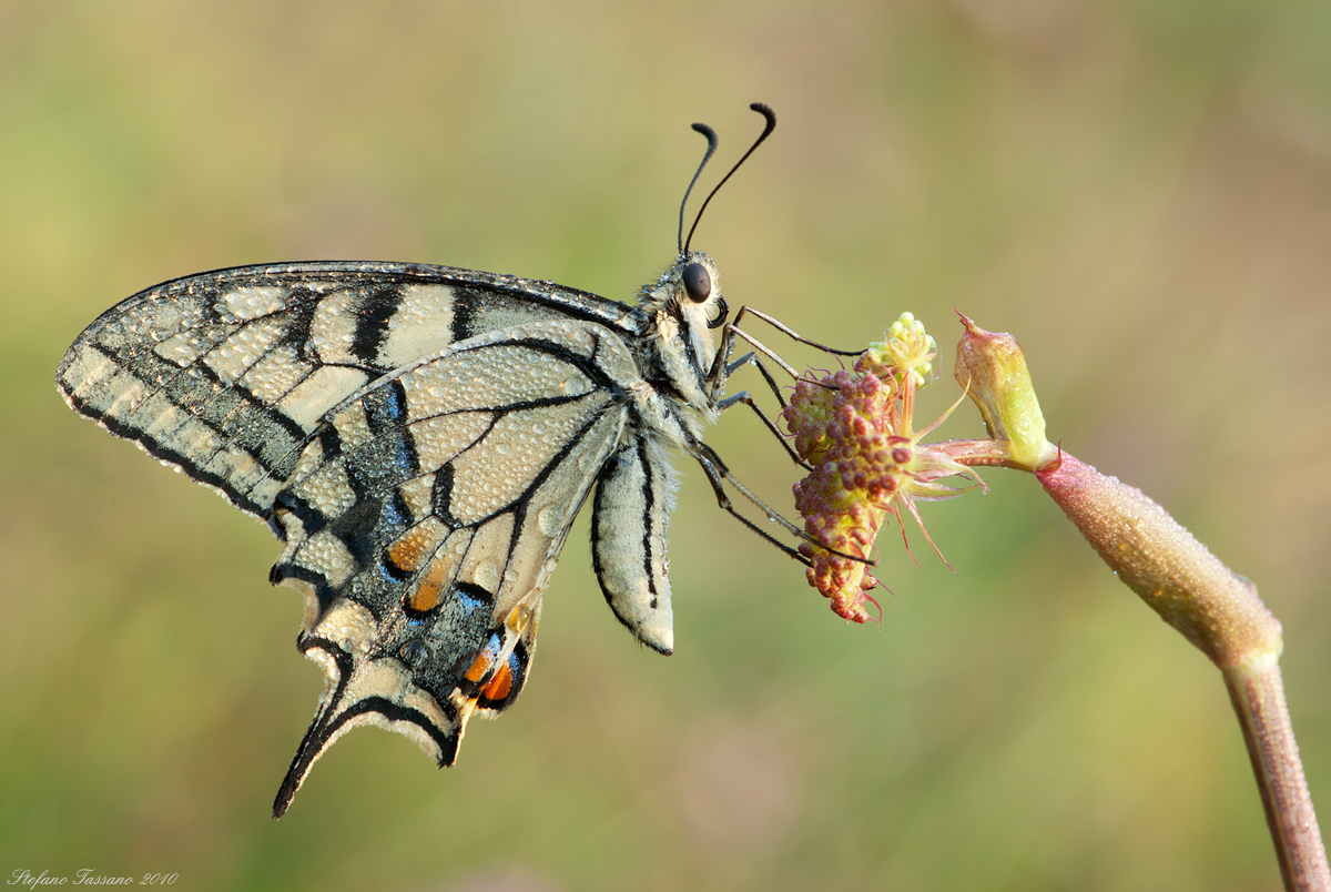 Papilio machaon