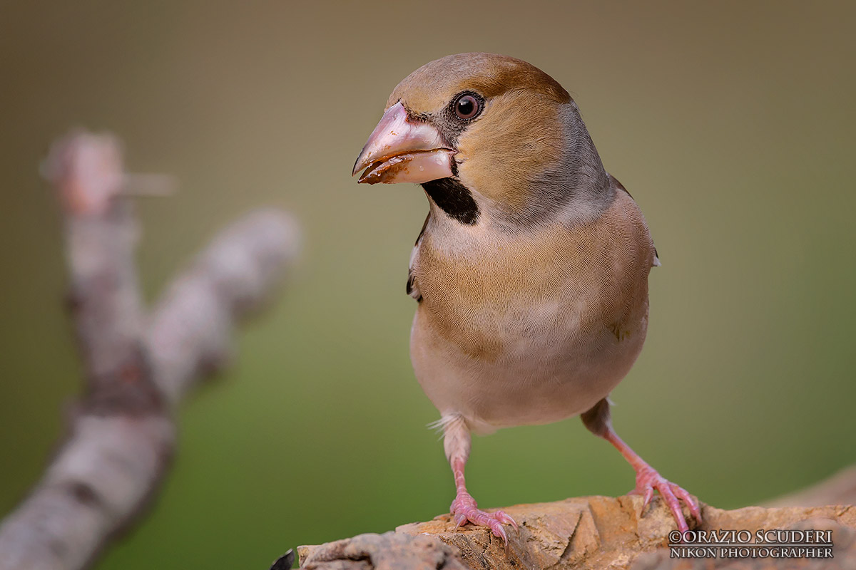 Coccothraustes coccothraustes