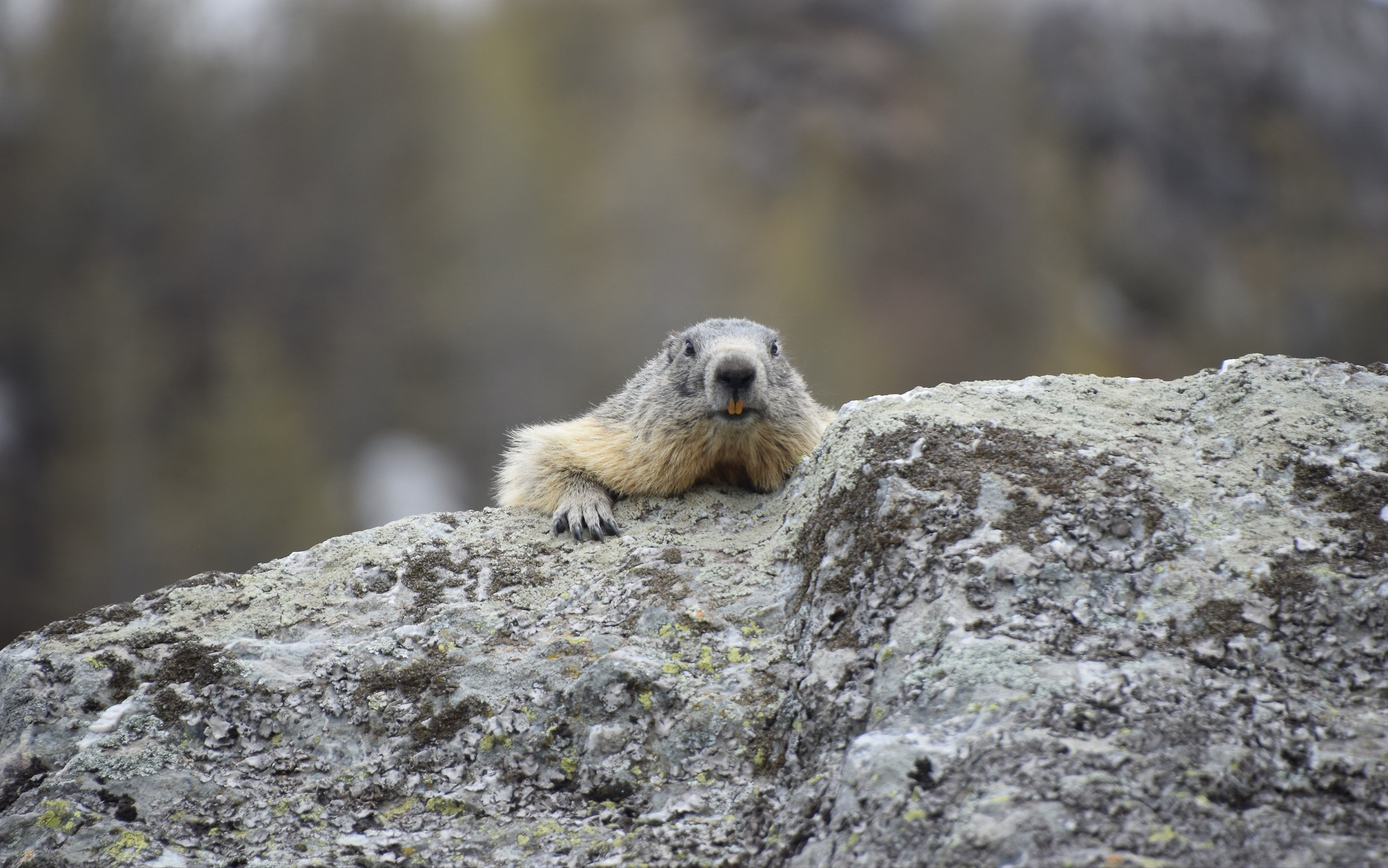 Marmot