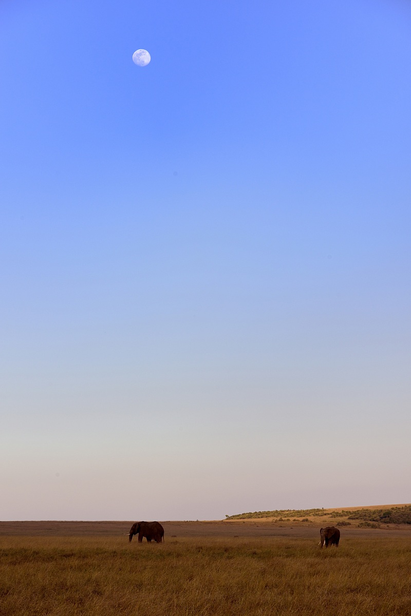 elefanti e luna