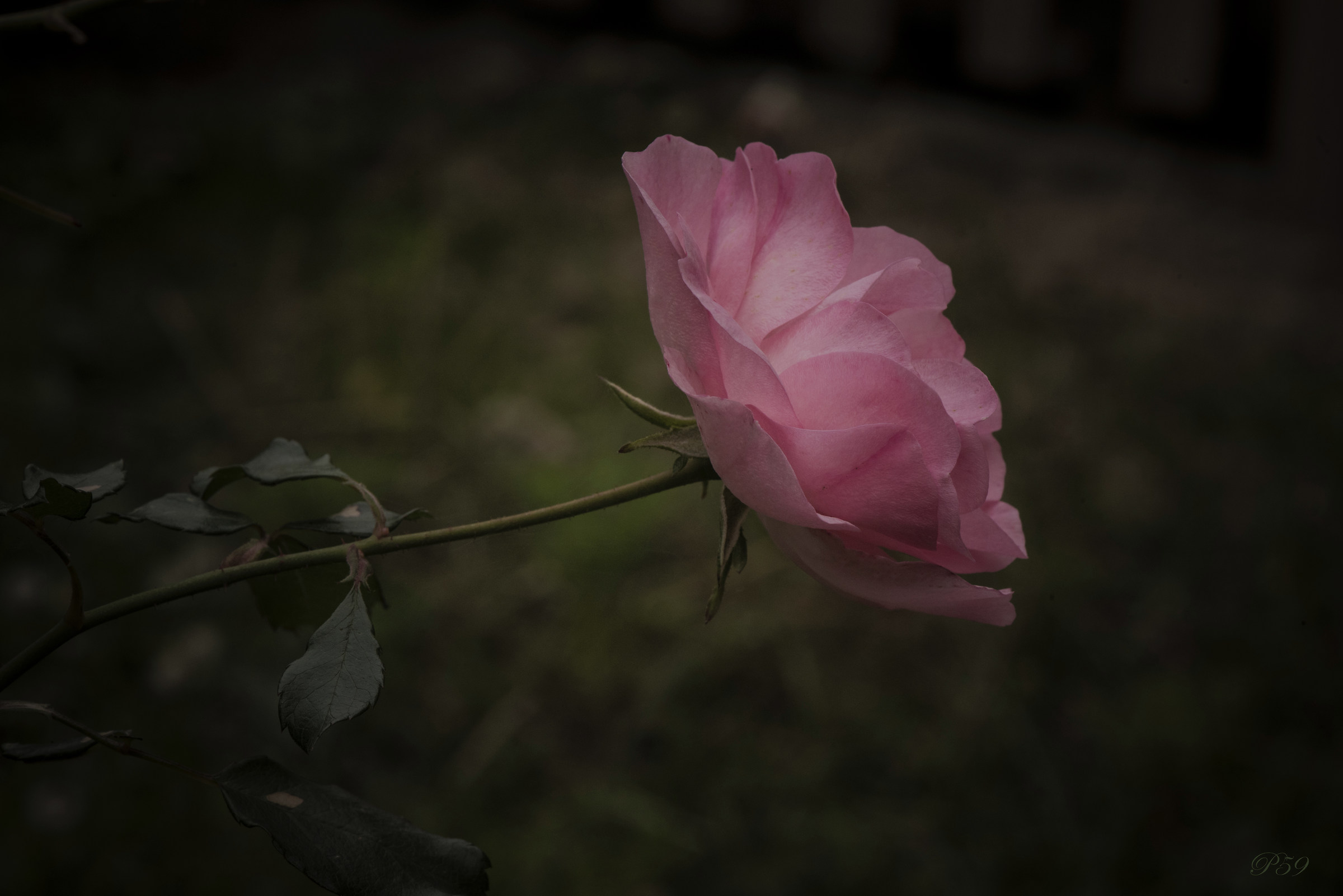 The last rose of my garden