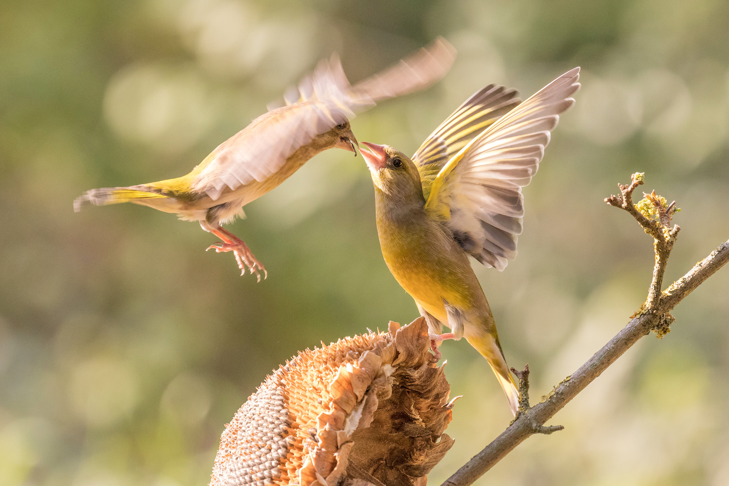 Fight for the seeds I