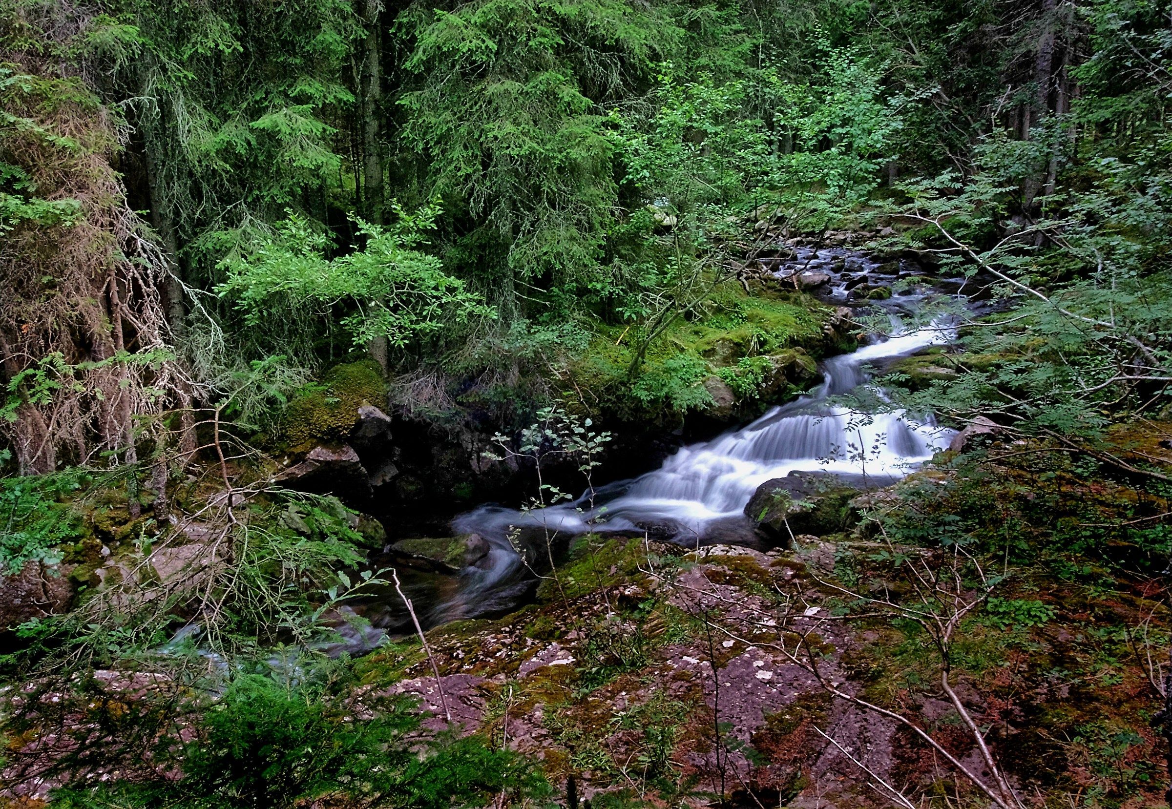 Passeggiando nel bosco