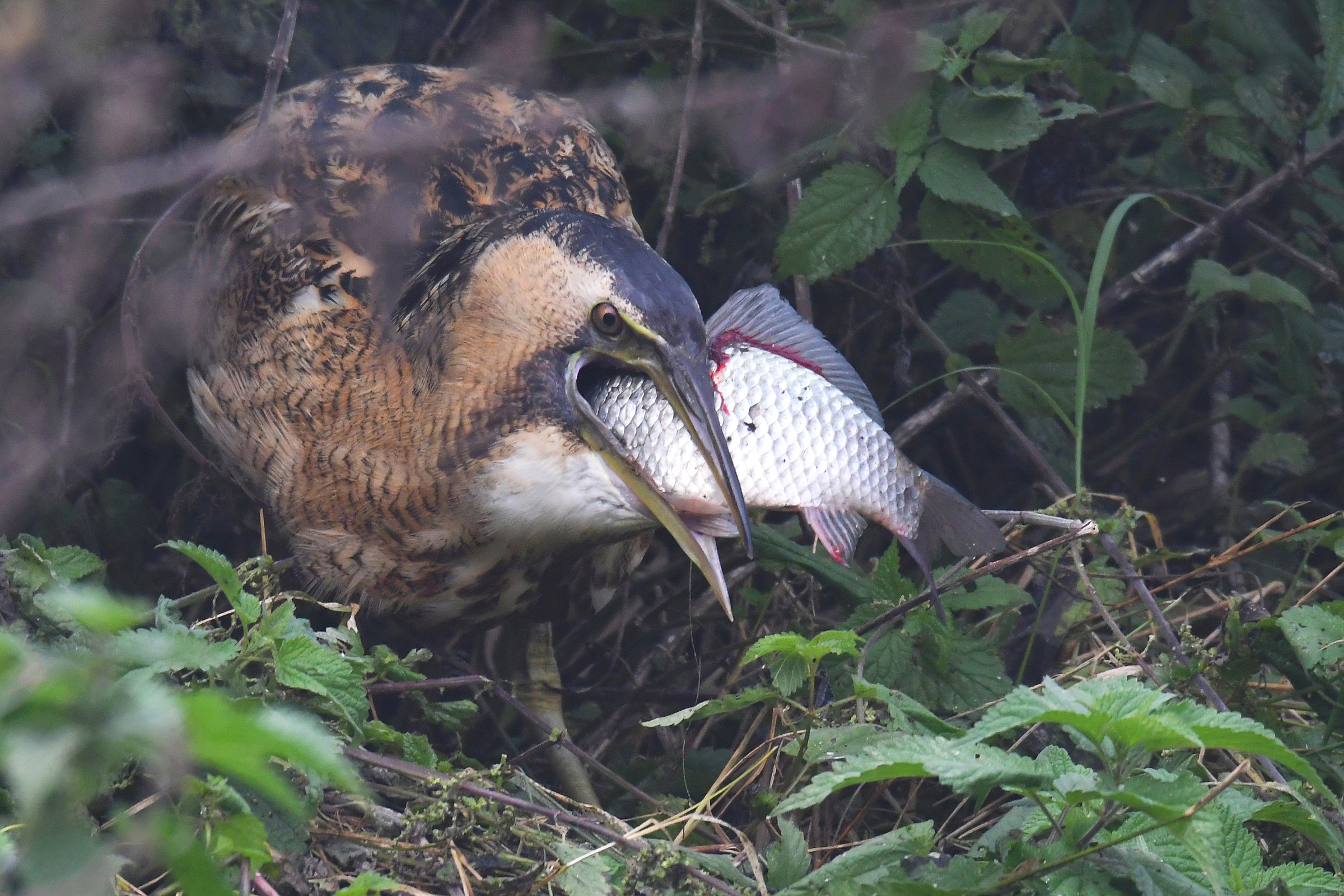 Frugal meal of the tarabus