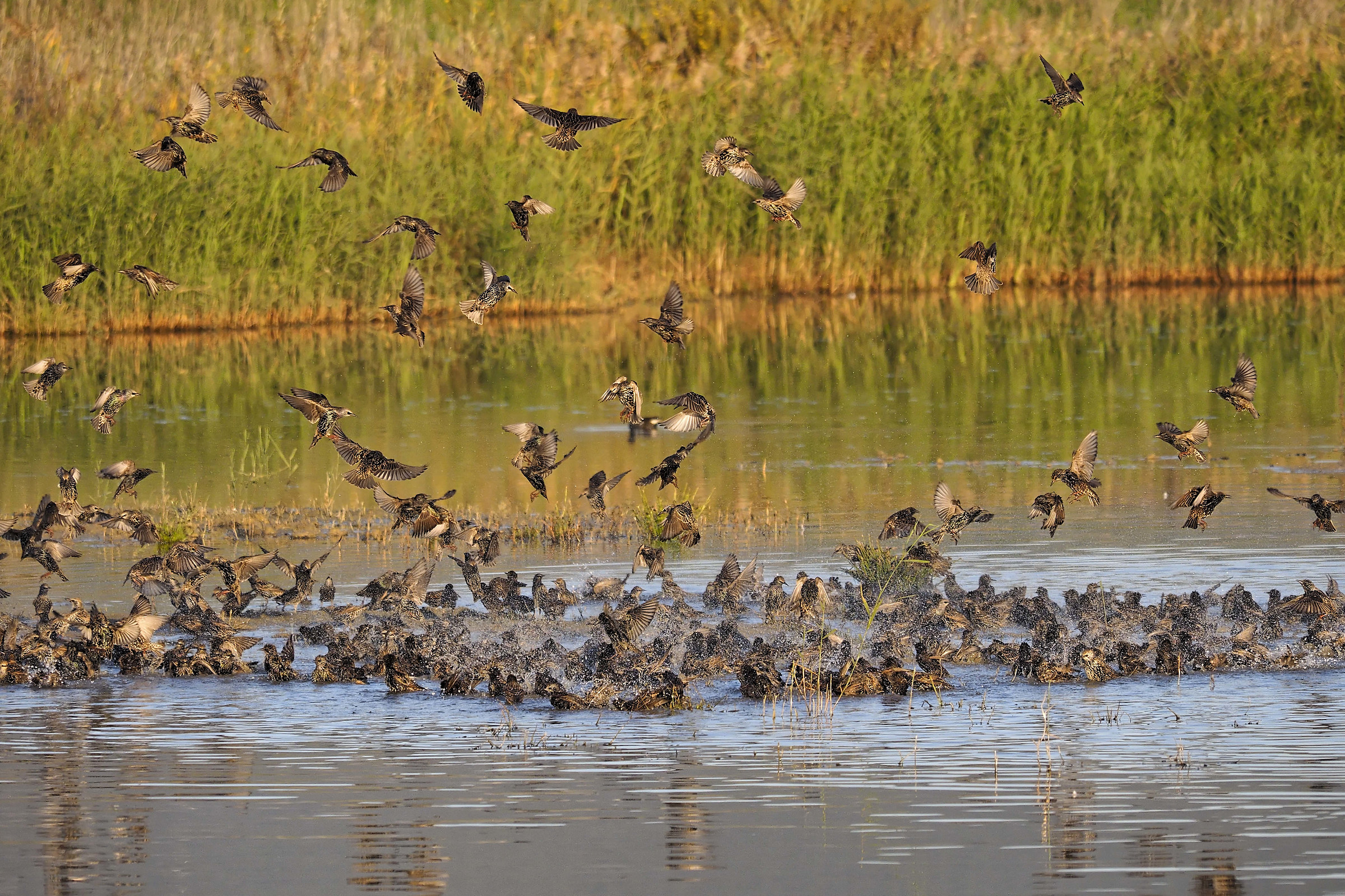 shifts: the hellish dance