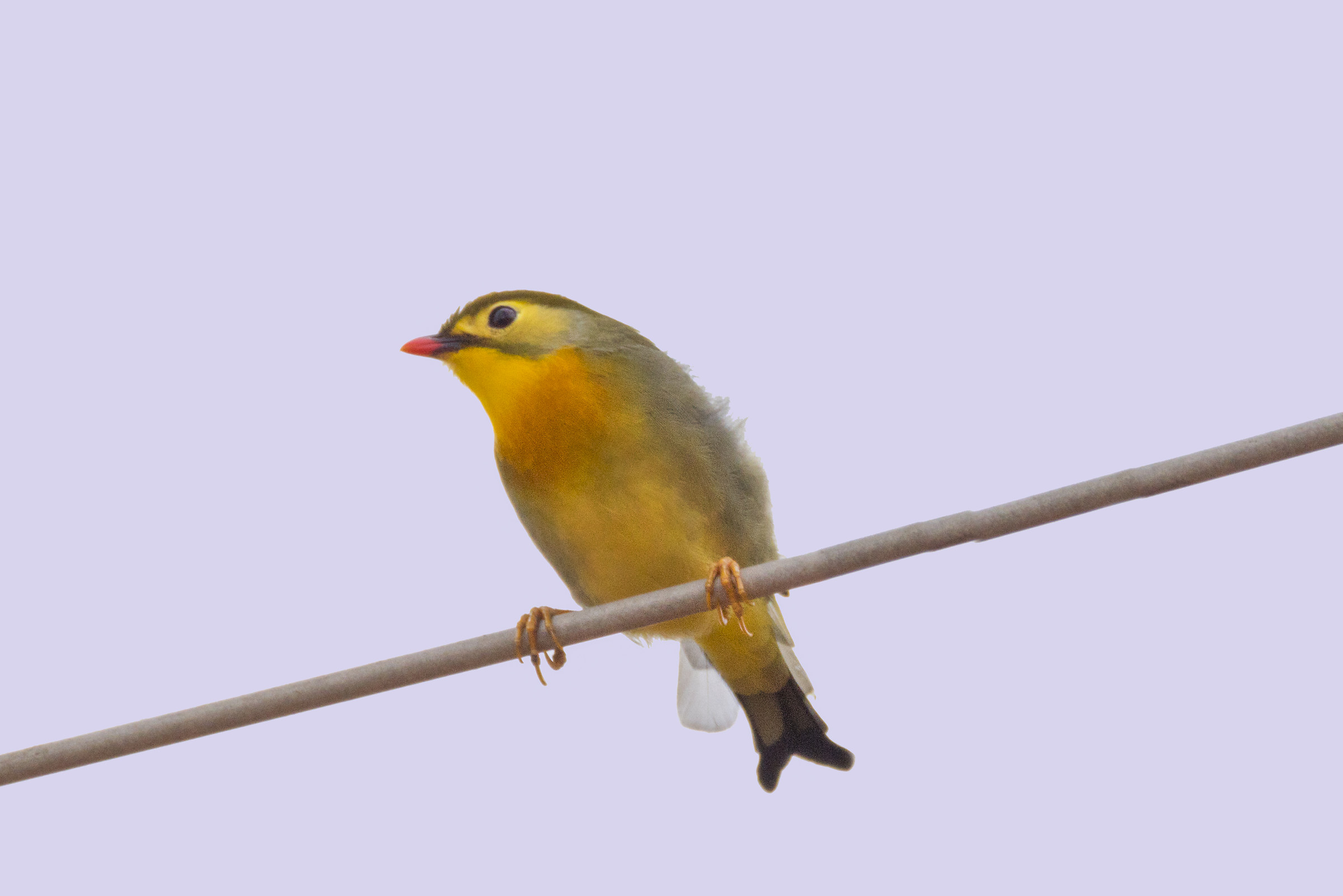 Usignolo del Giappone