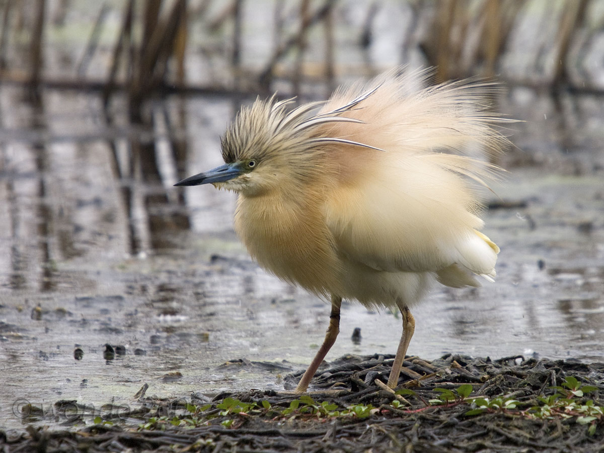 Ardeola ralloides (Sgarza ciuffetto)