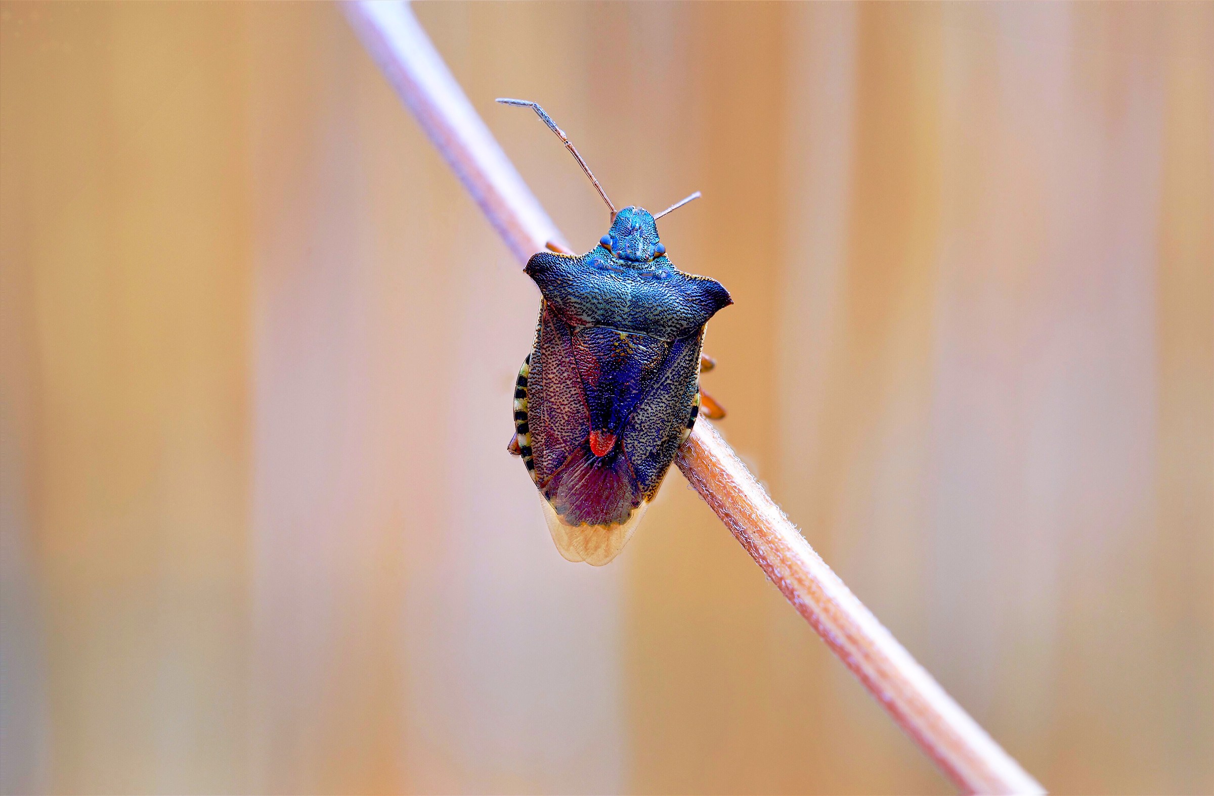 Una prova , eseguita in controluce