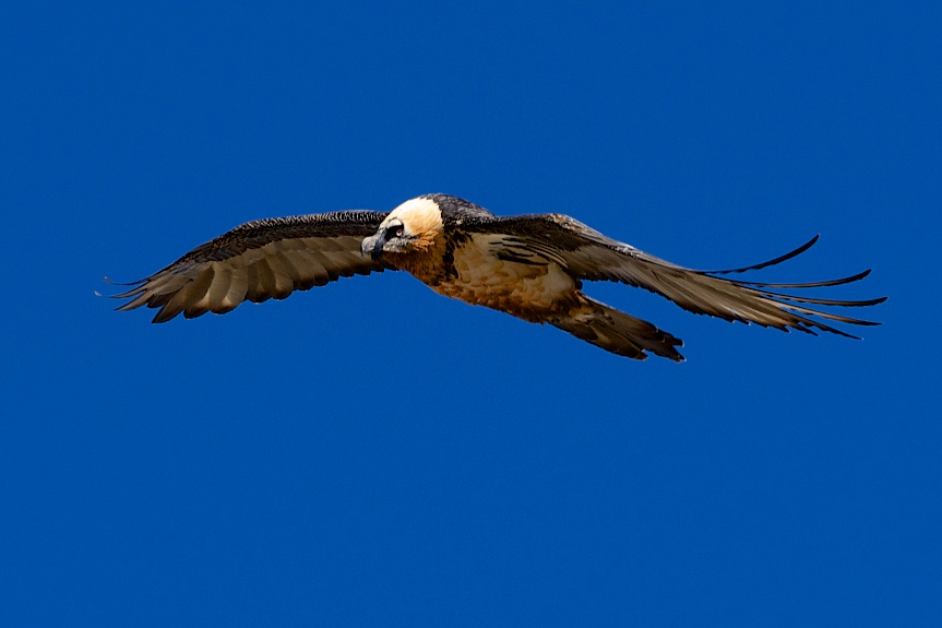 Bearded Vulture called Roure - 10/06/2012 - Alps Cuneesi
