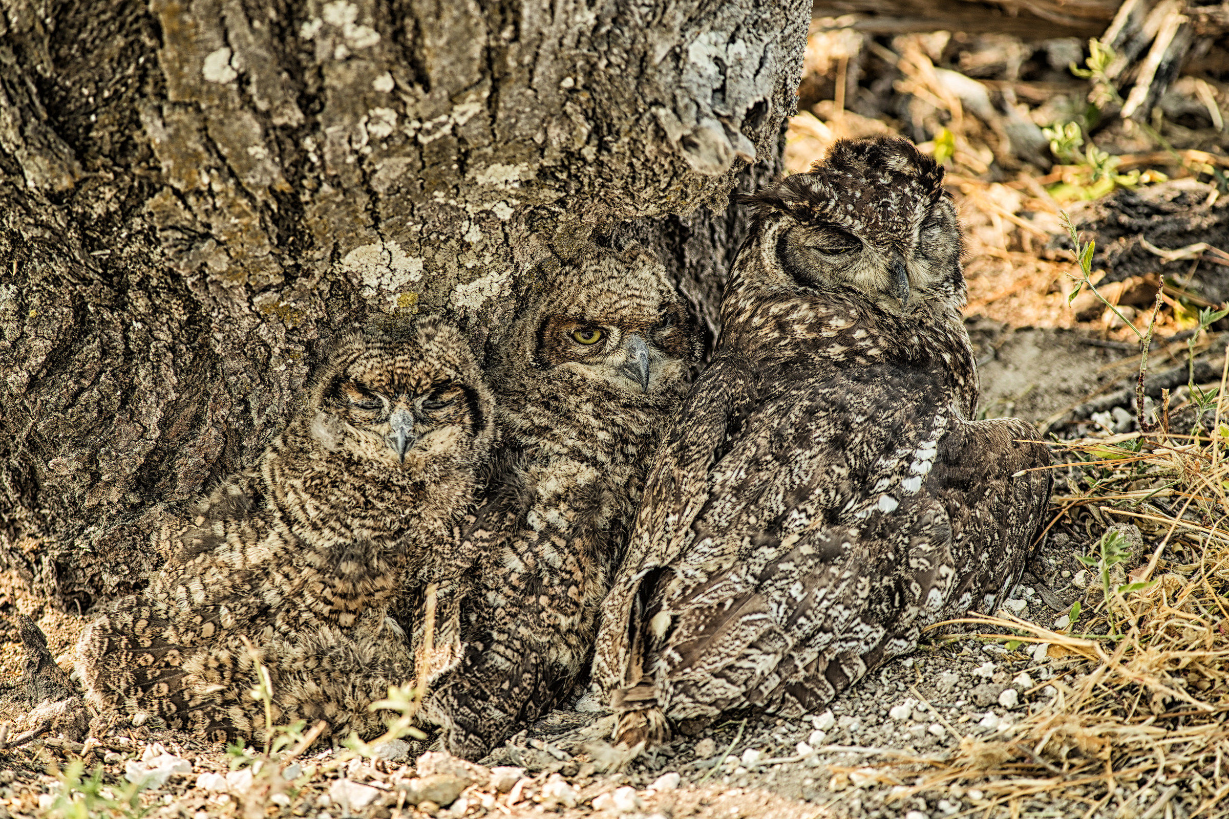 Owls tree