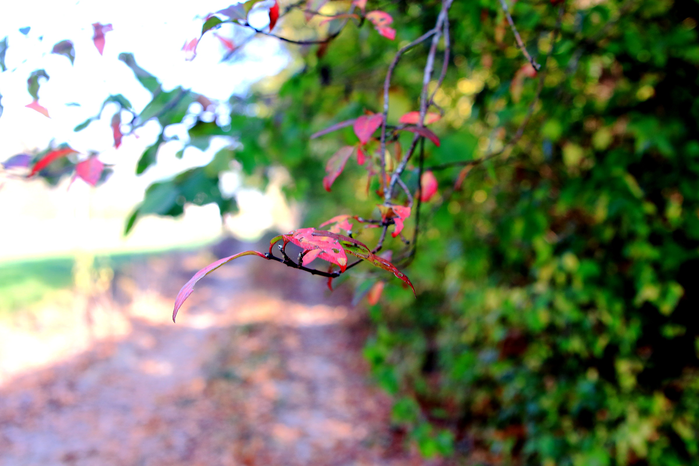 Autunno