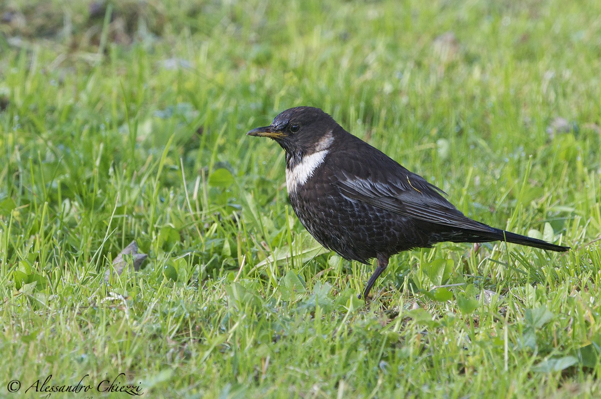 Ouzel