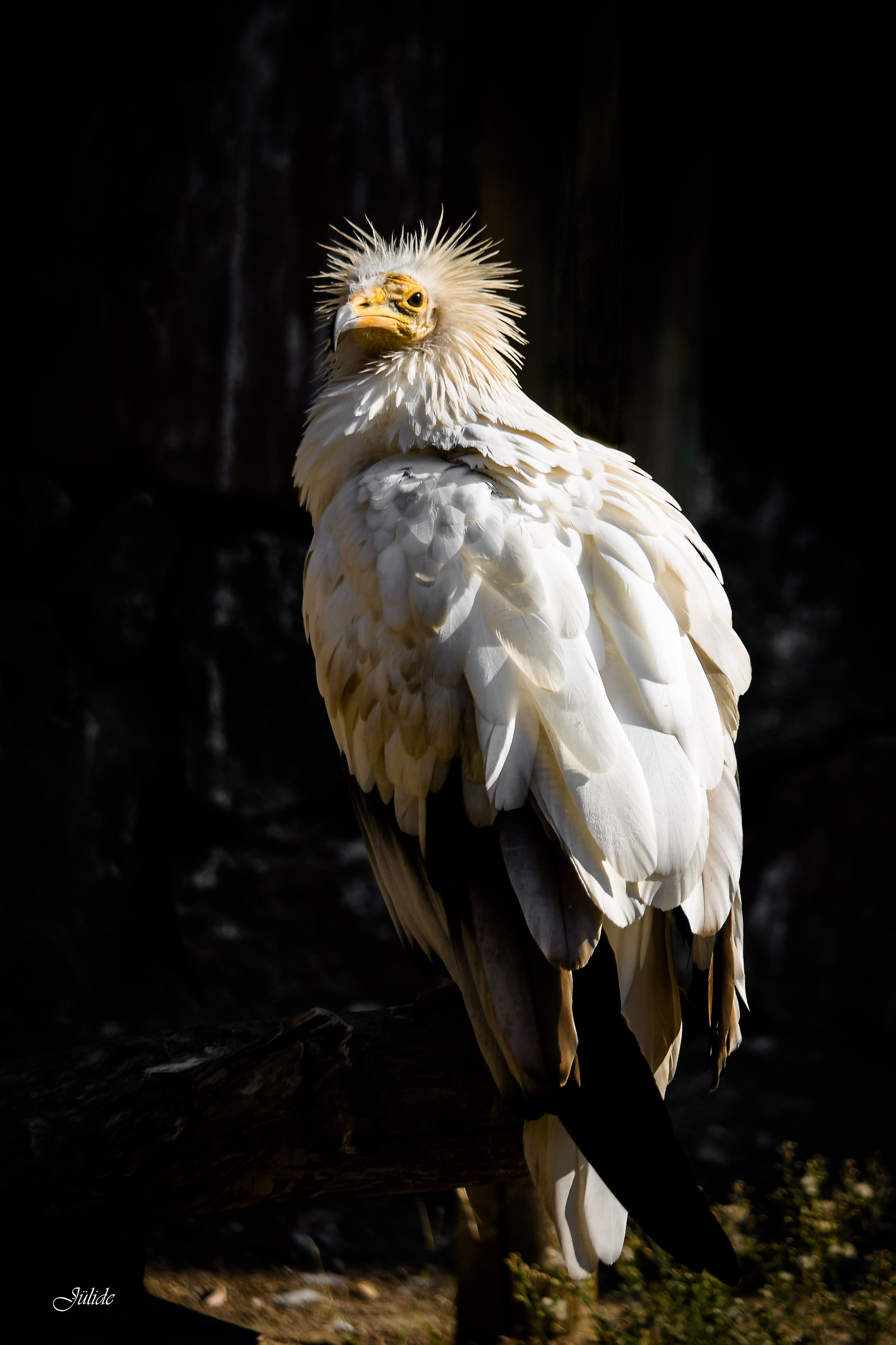 Egyptian Vulture