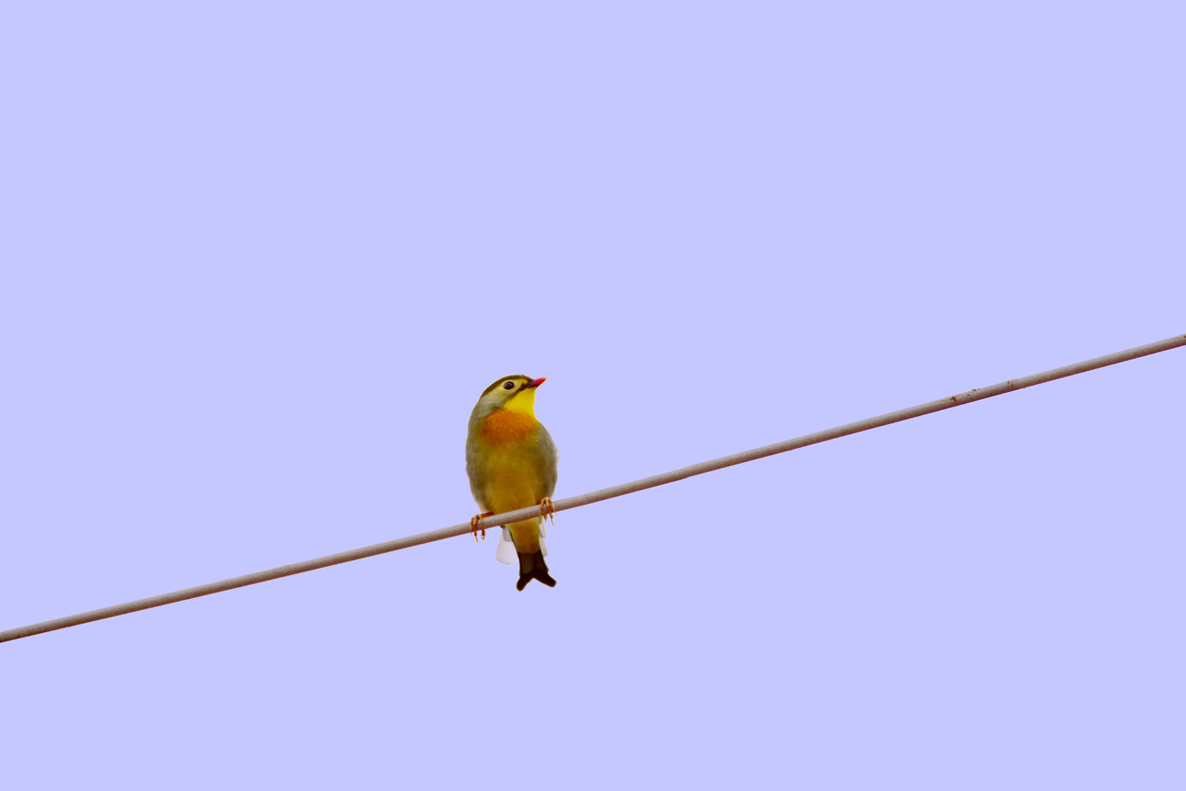 Usignolo del Giappone