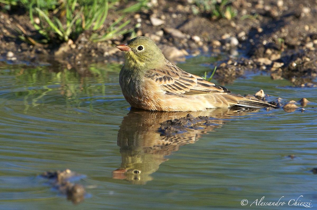 Ortolan Bunting