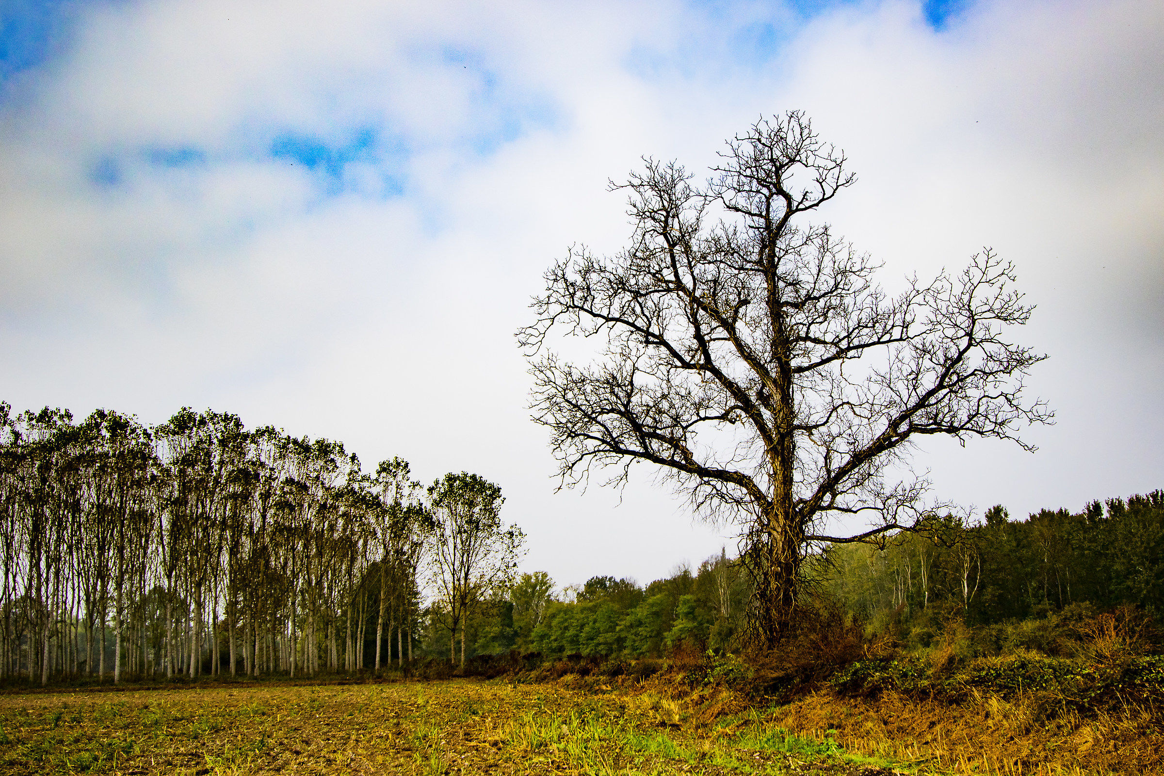 And this oak is gone