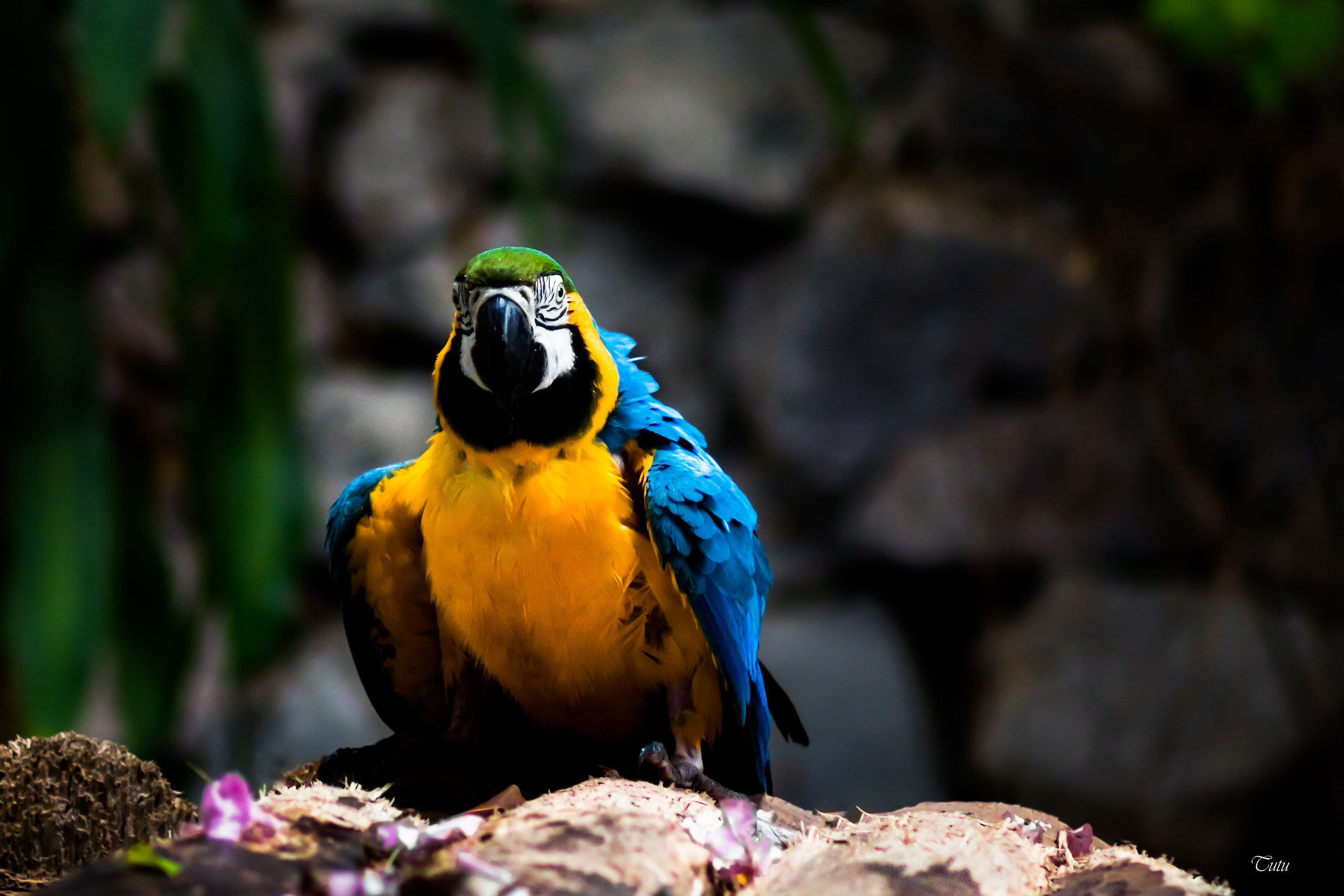 Portrait of a Parrot