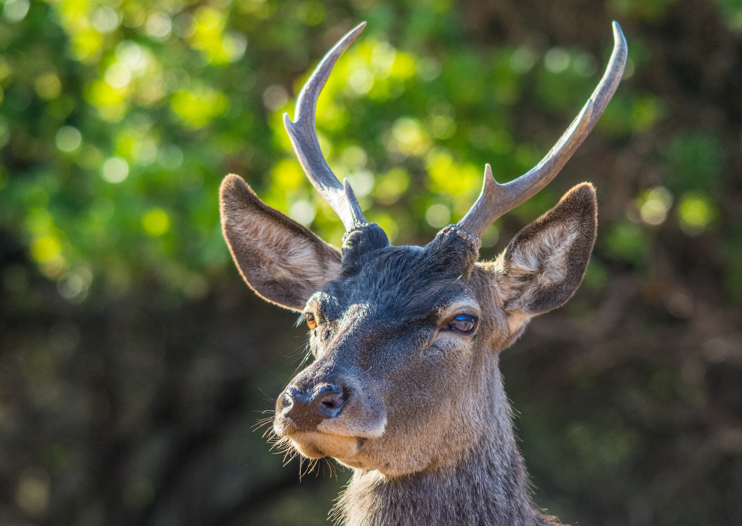 Sardo Male Deer
