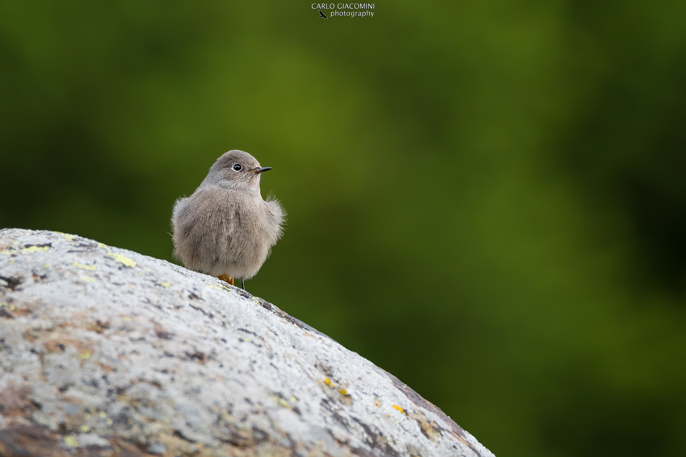Codirossa spazzacamino arruffata