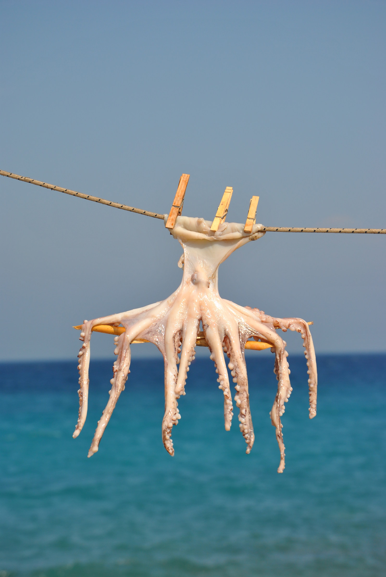 Polipetto poveretto !!