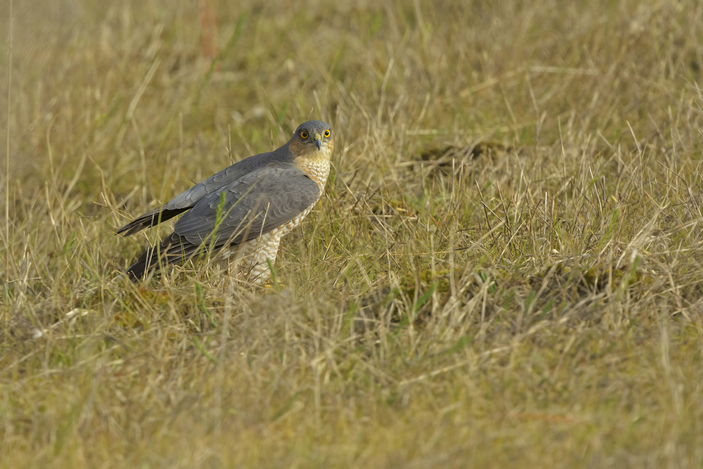 Sparrow (Accipiter nisus)