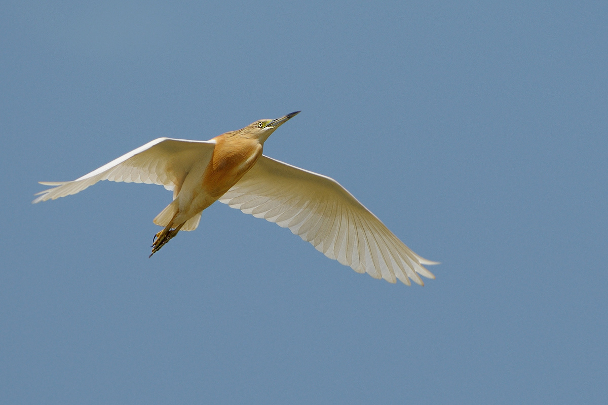 Sgarza ciuffetto ( Ardeola ralloide )