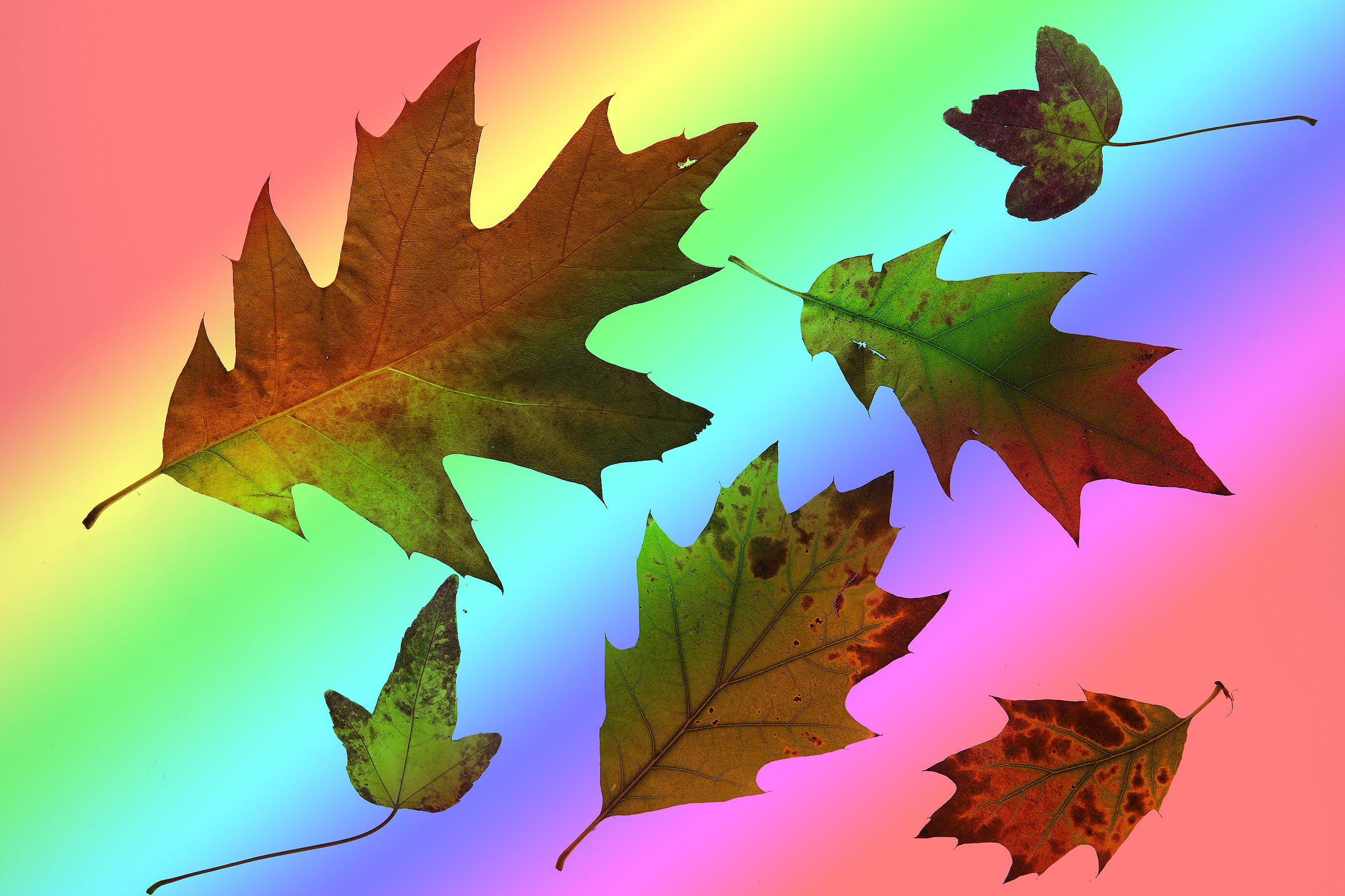 L'autunno è arrivato...