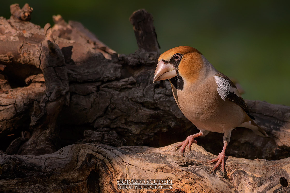 Coccothraustes coccothraustes