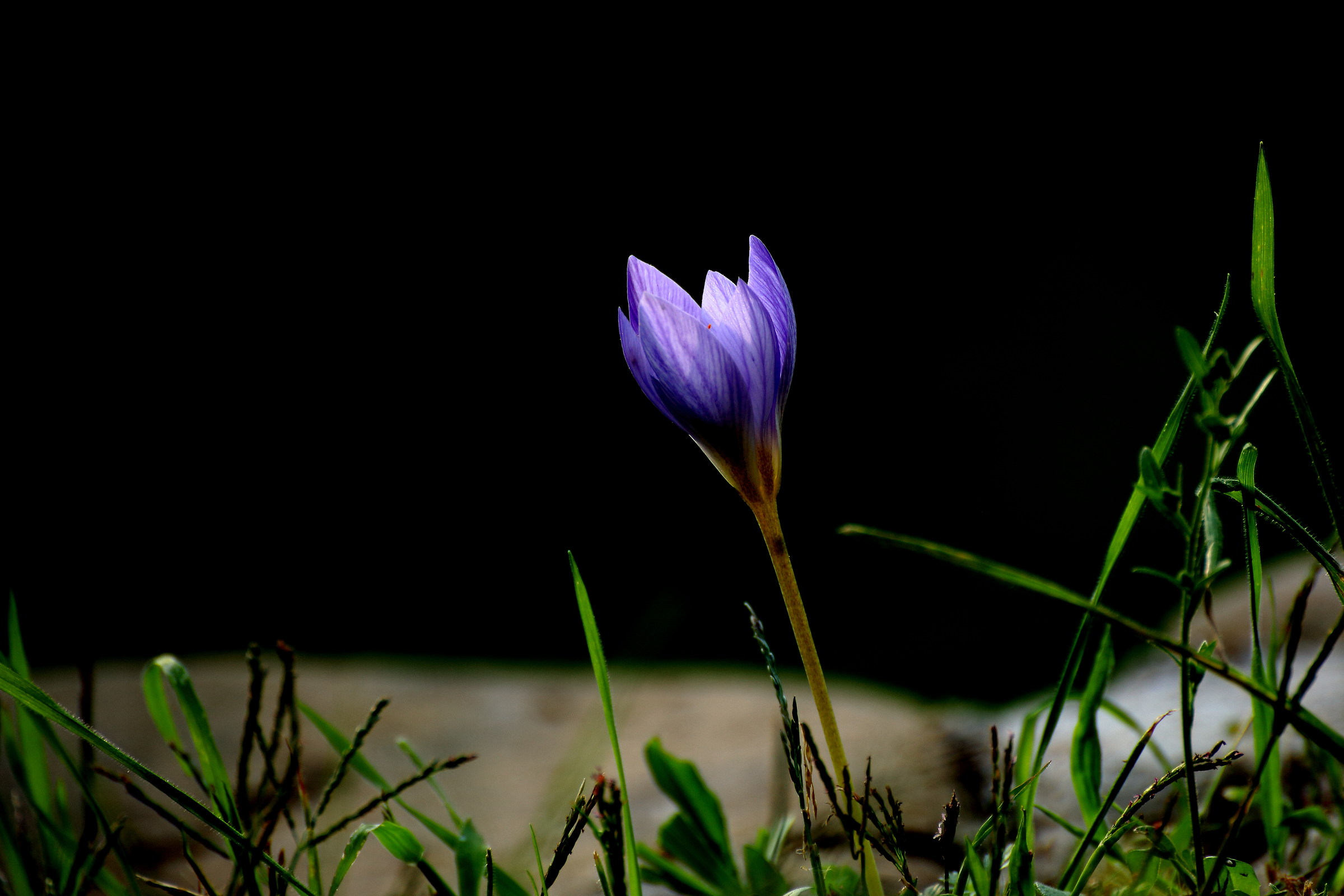 Crocus