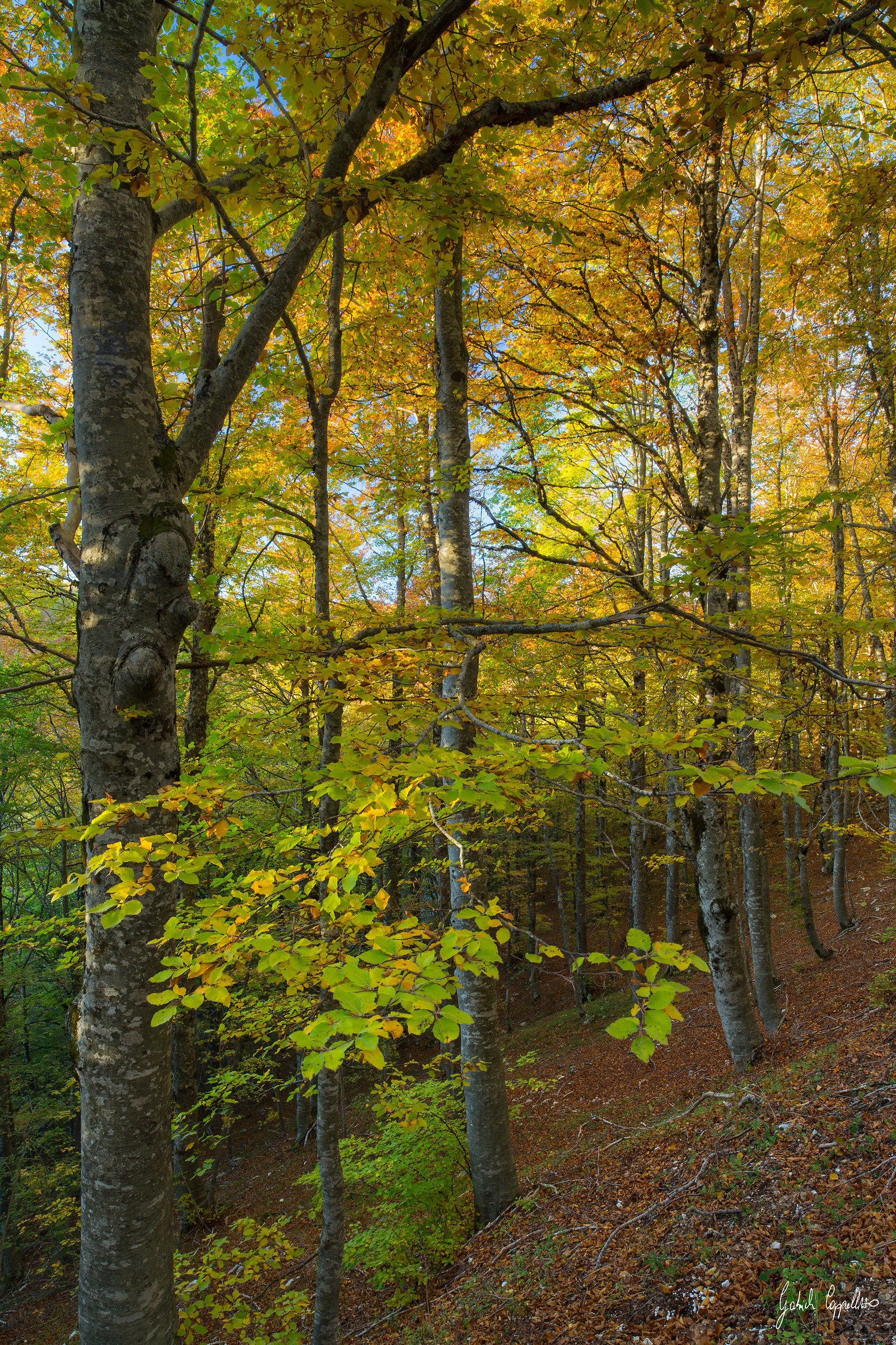 When the leaves grow to blossom