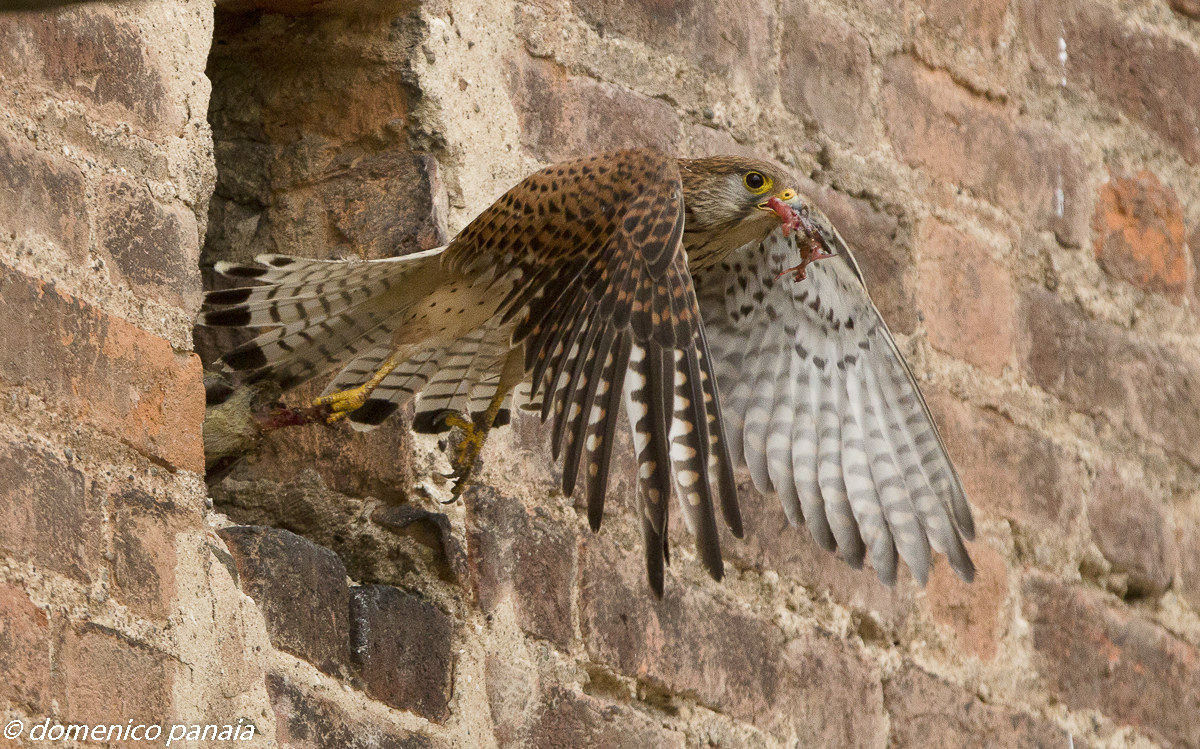 kestrel and prey