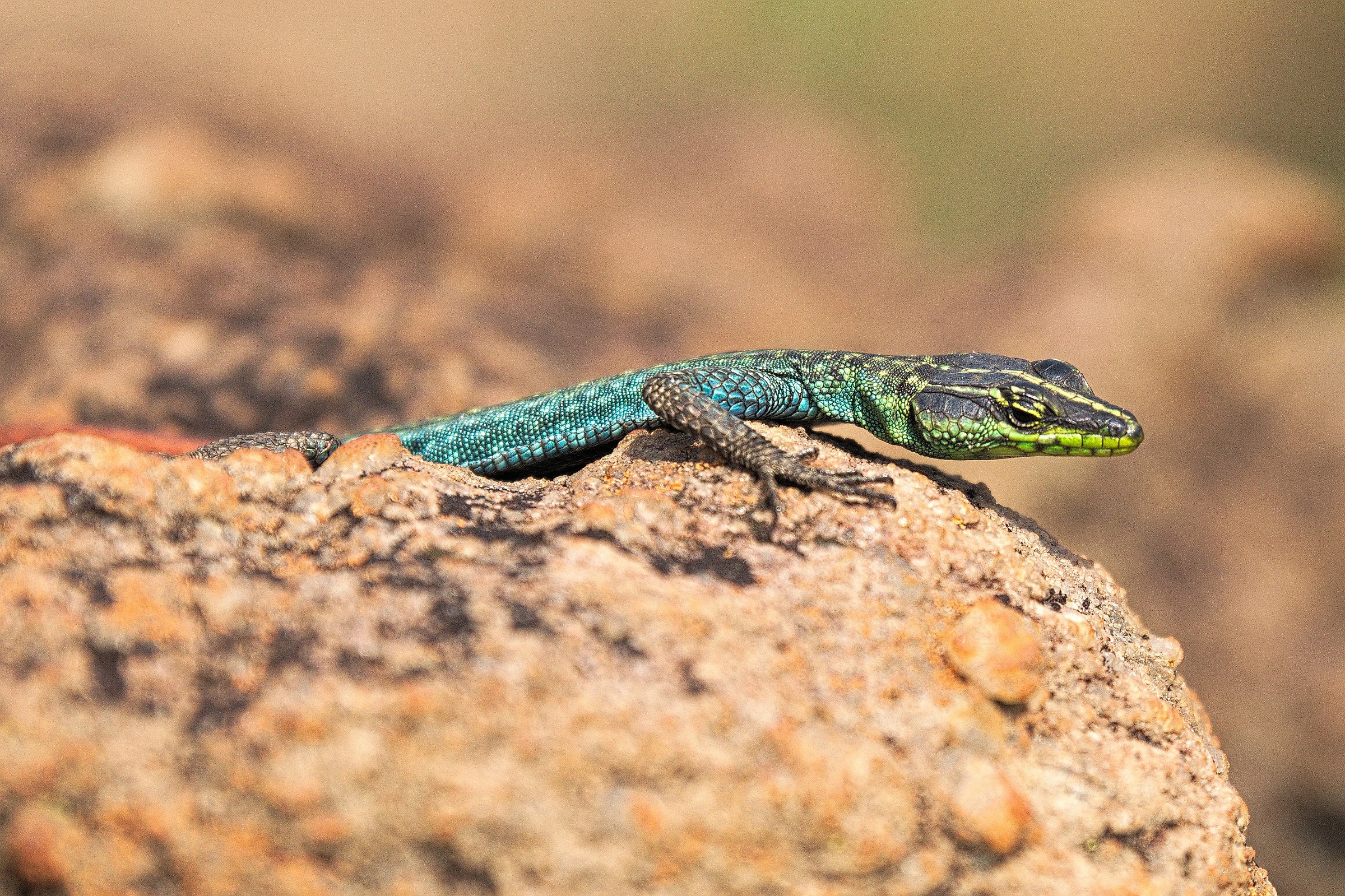 Lizard with beautiful colors