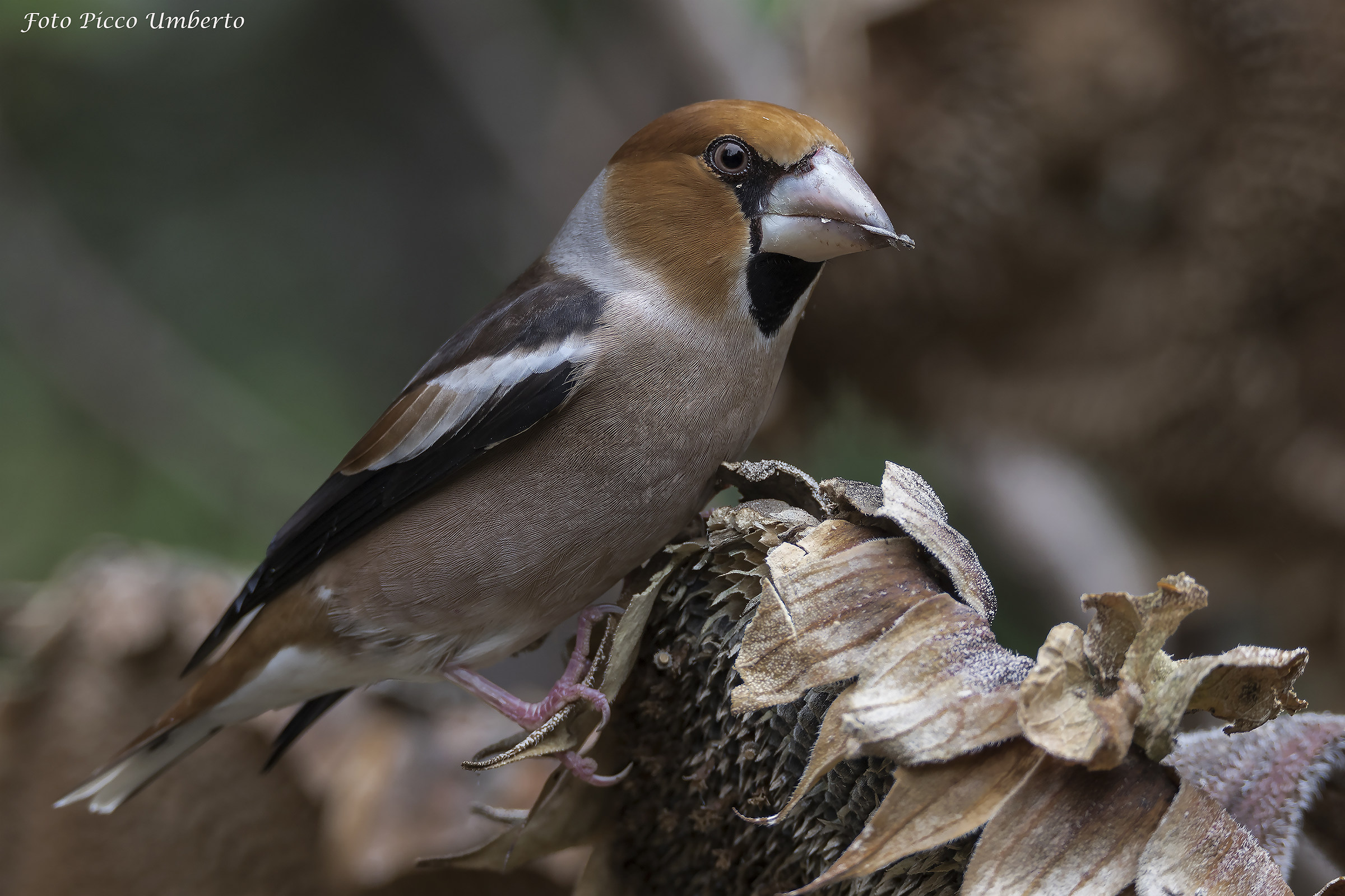 frosone in pastura nel campo di girasoli