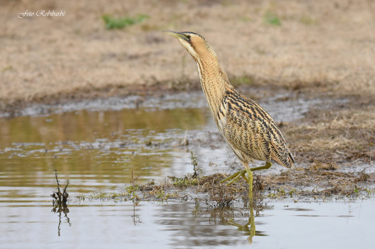 Bittern...
