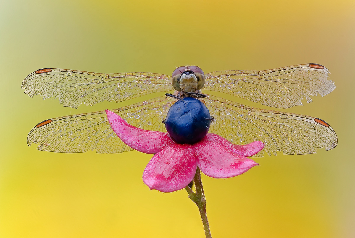 The world between your fingers