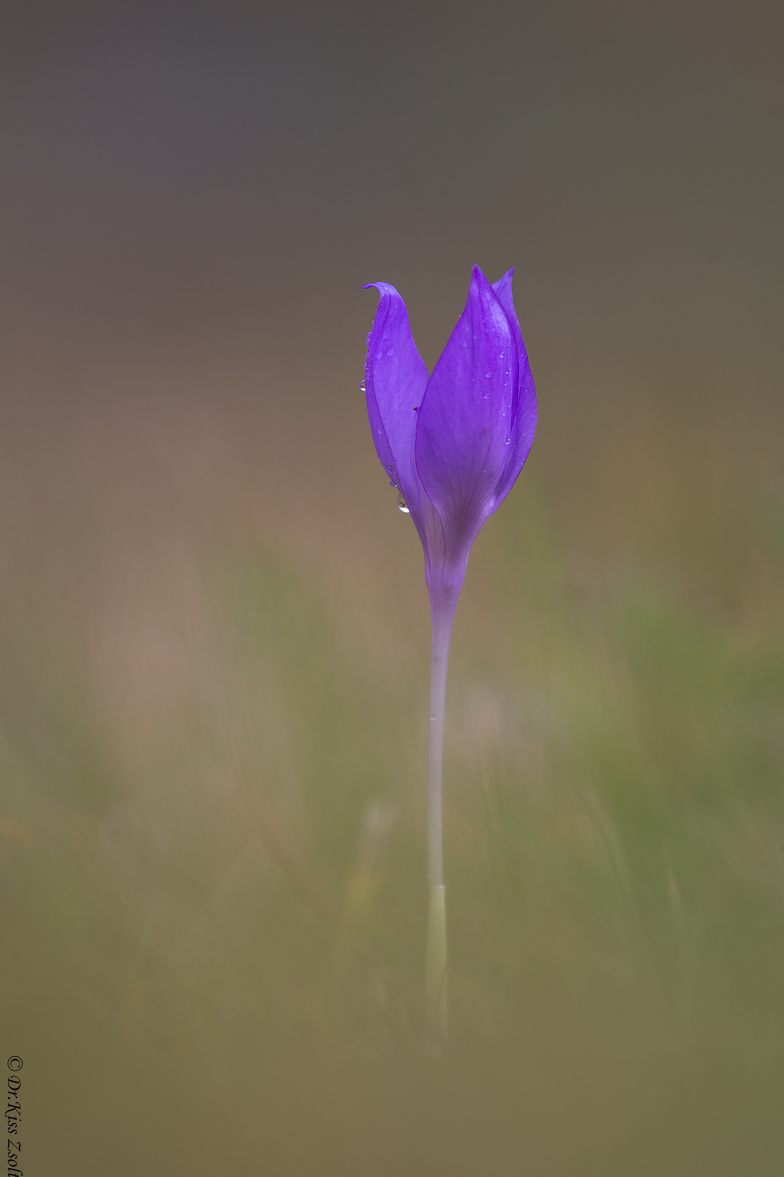 Crocus banaticus