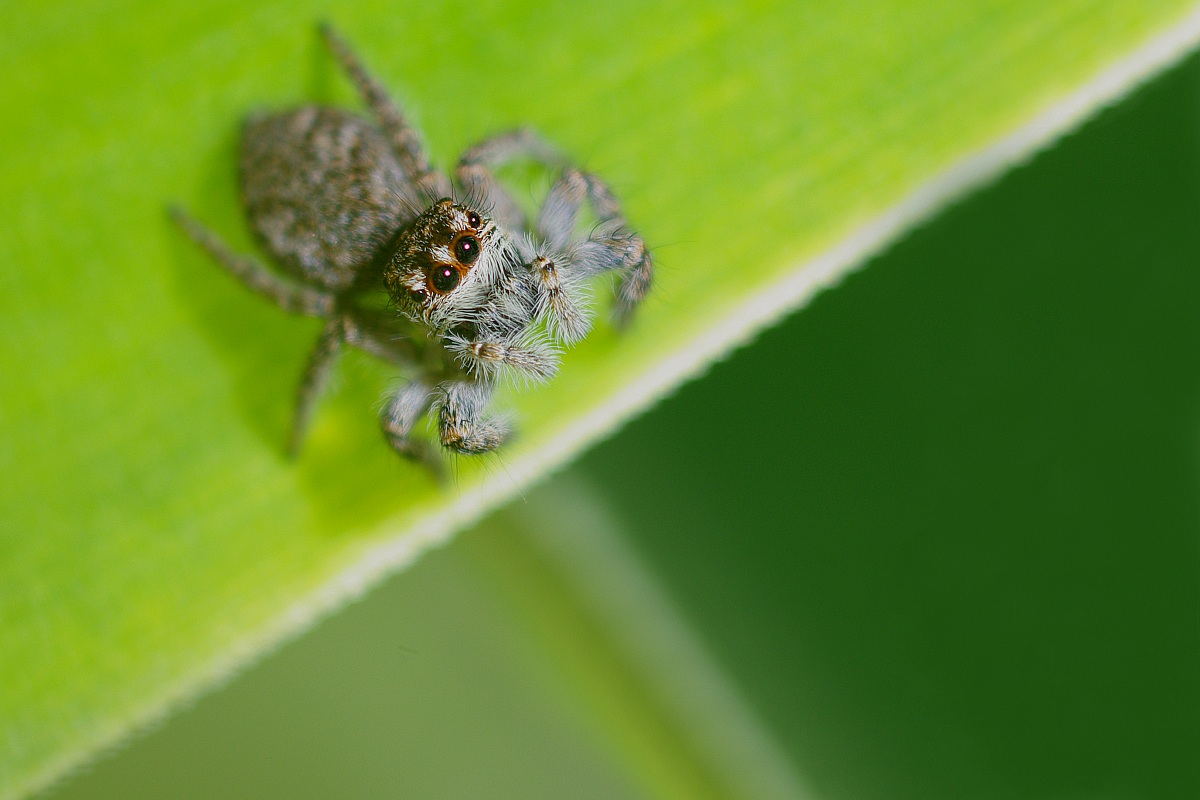 Salticidae